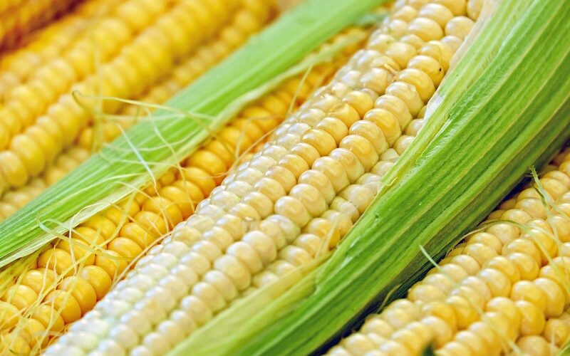 Fresh corn cobs close-up