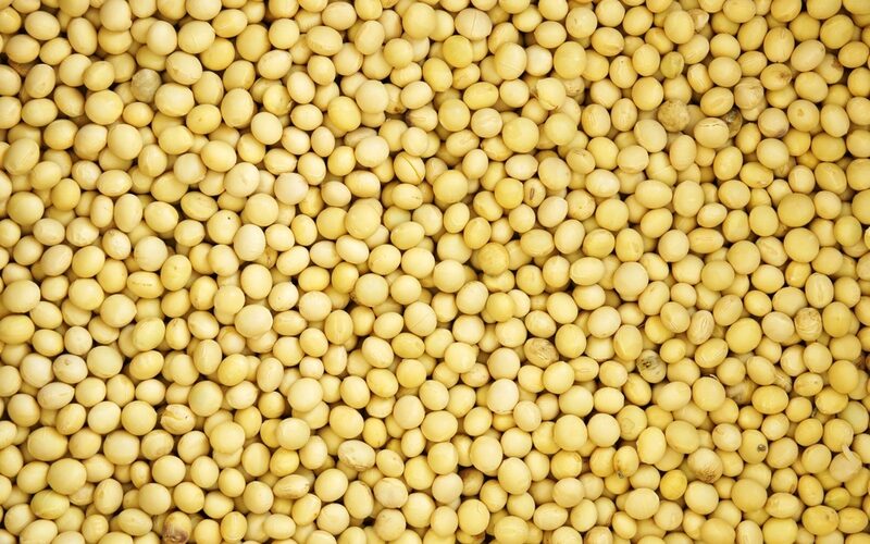 Dried soybeans ready for processing